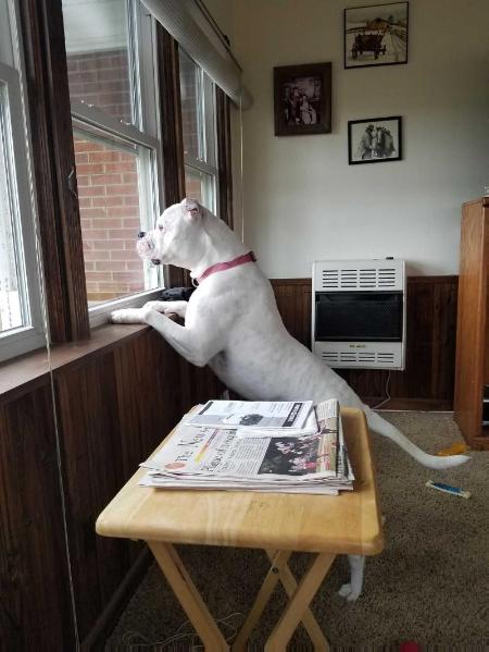 Paige of Blevins | American Bulldog 