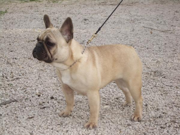 Xena De Pikapliston | French Bulldog 