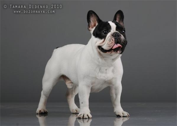 SVETAL MAESTRO DLYA DARNIBU | French Bulldog 