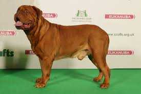 IMK CASSIUS CLAY MDM | Dogue de Bordeaux 