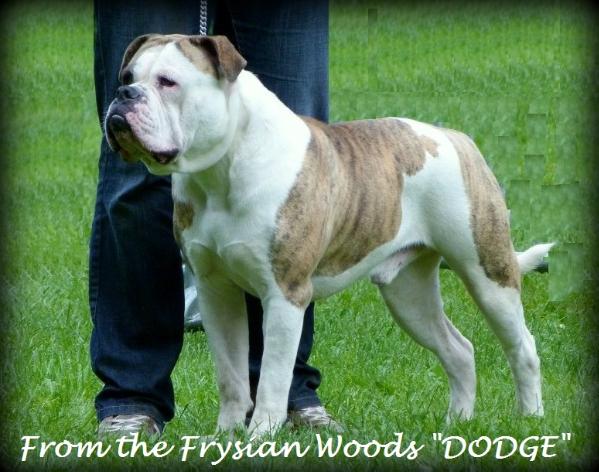 From Frysian Woods DODGE | American Bulldog 