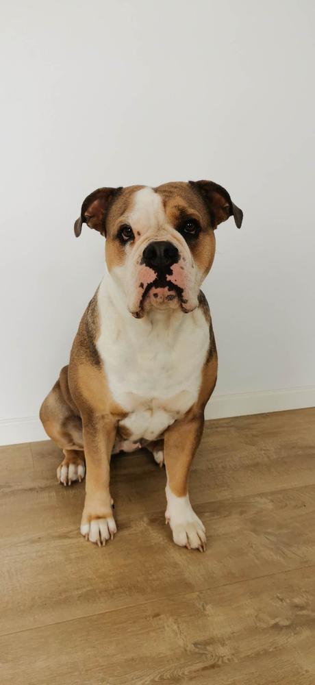 House of Monsters Bodil 2021 | Olde English Bulldogge 