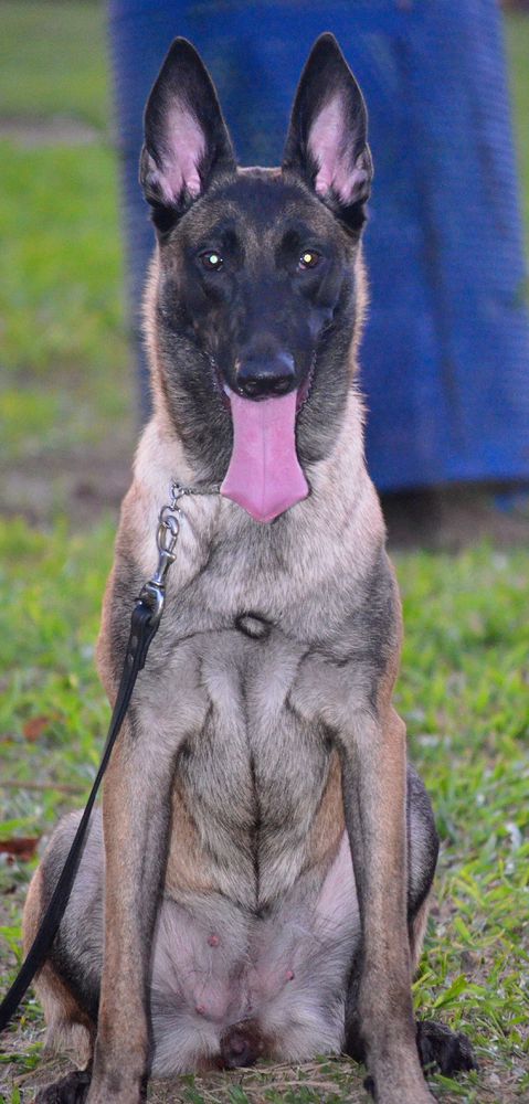 Orca of The Caribbean Mist | Belgian Malinois 