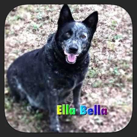 ELLA BELLA | Australian Cattle Dog 