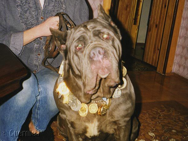 Kora Cerber | Neapolitan Mastiff 