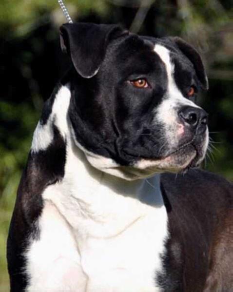 Mallabrigo &amp; Casubra Barak Obama | American Staffordshire Terrier 