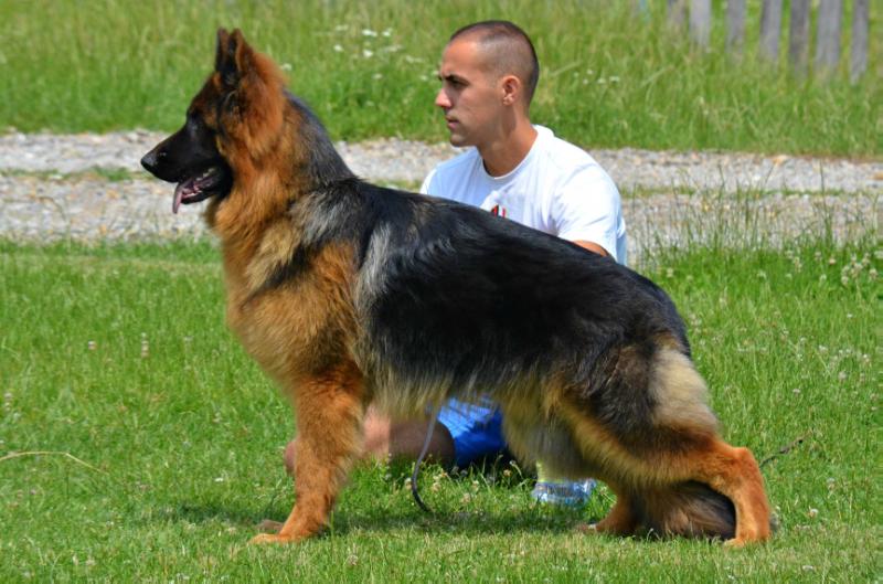 Bard vom Fanino | German Shepherd Dog 