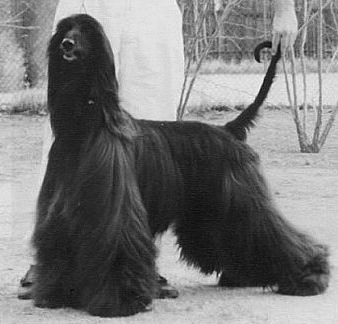 Jorogz' Heartbreaker | Afghan Hound 