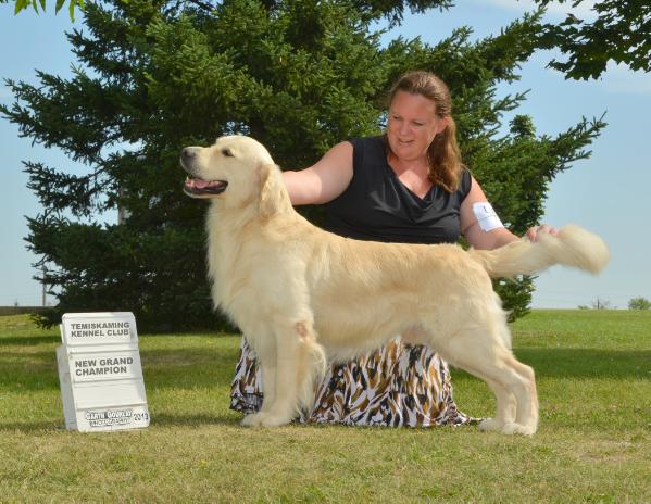 Majik Captain Wenthworth | Golden Retriever 