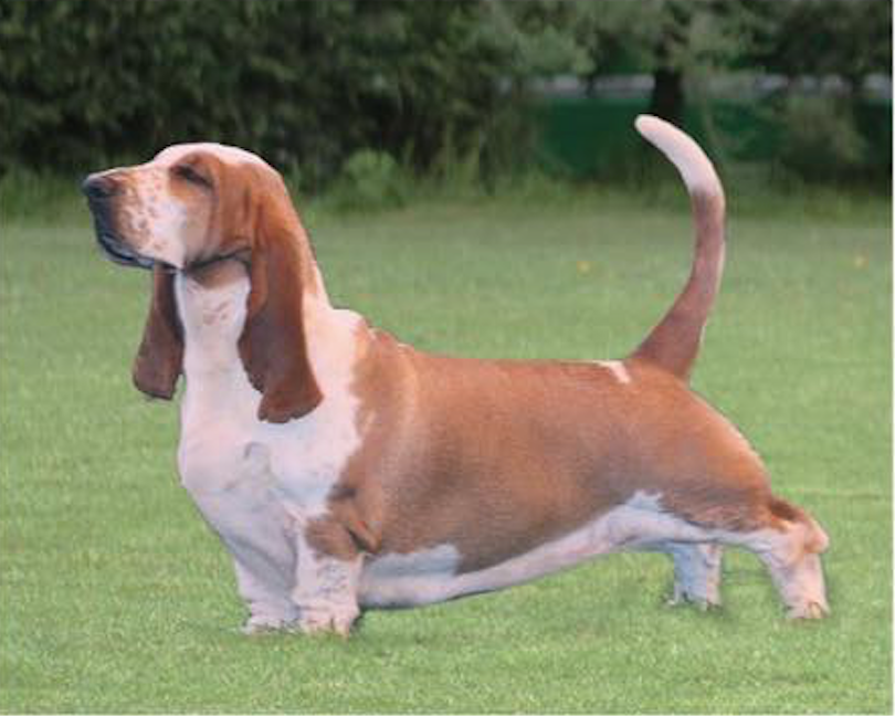 Big Long Blue's gift to camblanc | Basset Hound 