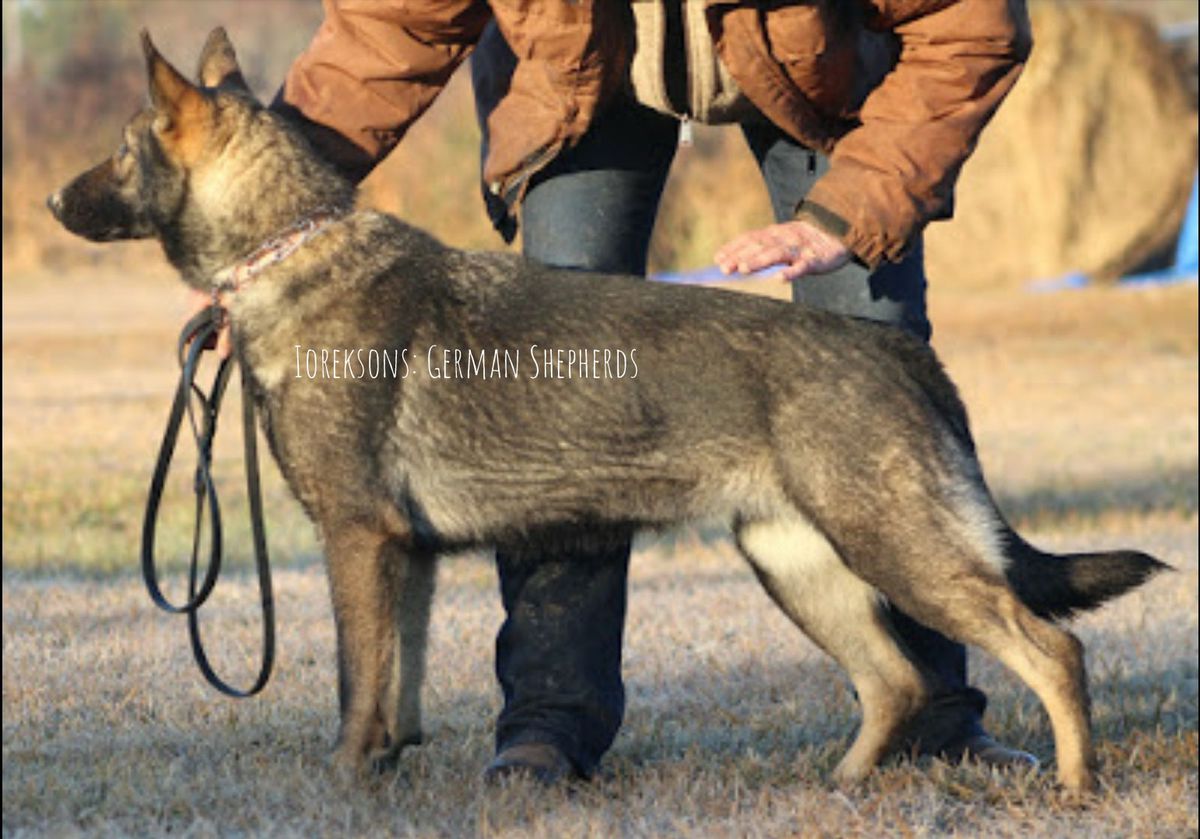 Ioreksons Que | German Shepherd Dog 