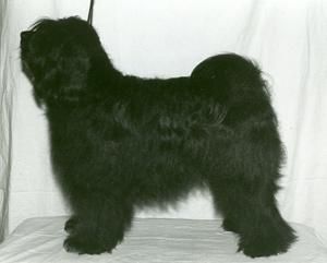 KARAMAIN GARAZA LA DARAH | Tibetan Terrier 