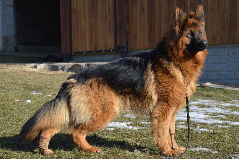 Lajla Werwa | German Shepherd Dog 