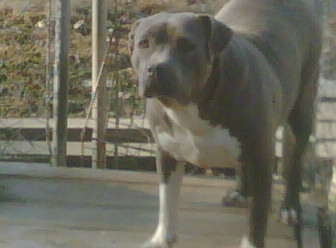 WINSTON'S MISS LADY BLUE | American Staffordshire Terrier  WINSTON'S MISS LADY BLUE | American Staffordshire Terrier
