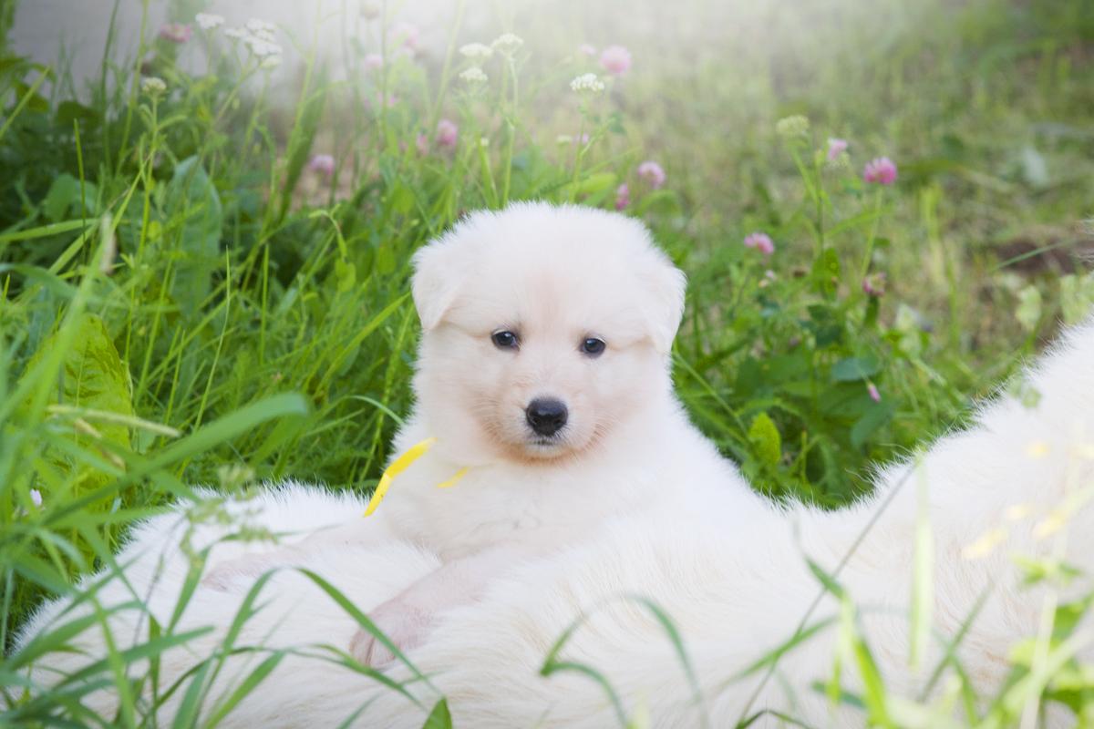 Pleasure of Angelotti | White Swiss Shepherd Dog 