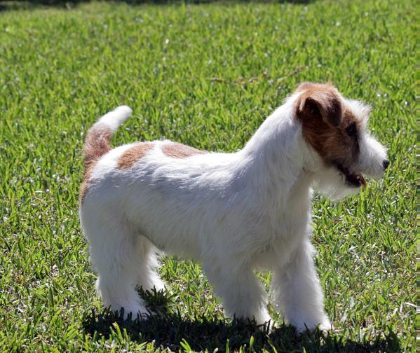 Wall Street NY di Sutri | Jack Russell Terrier 