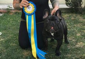 CONSTANTINE FELDERUS FRENCHKISS | French Bulldog 