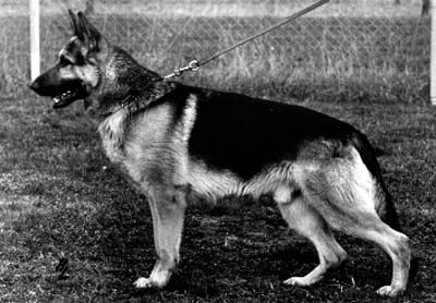 Pirol von Arminius | German Shepherd Dog 