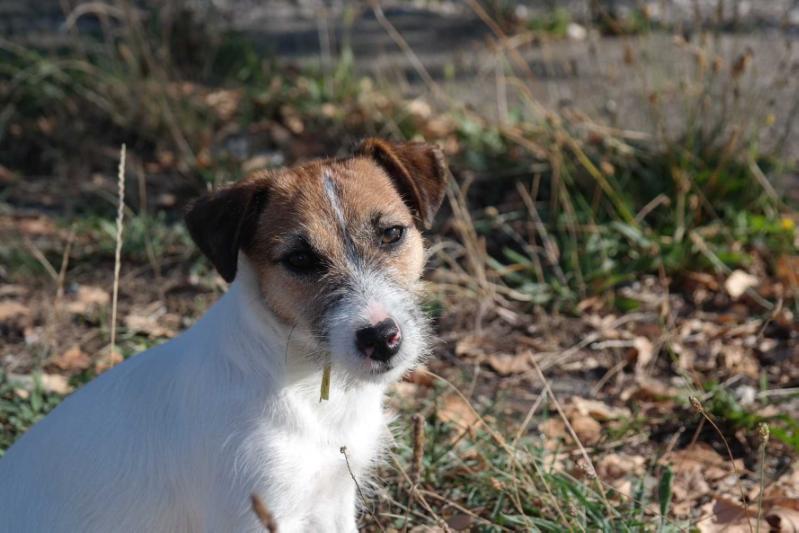 MILMARIS GARDEN BORN TO BE MY BABY | Jack Russell Terrier 