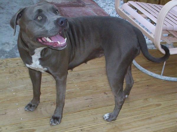 Cheri's Elusive Blusuede Angel | American Pit Bull Terrier 