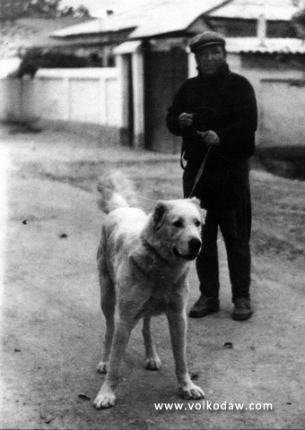 Ak Ekemen I | Central Asian Shepherd Dog 