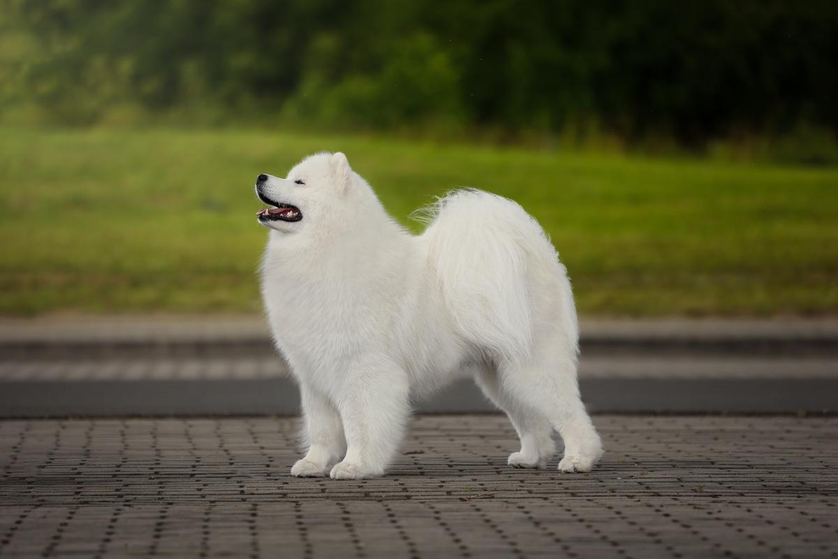 DENIZ STAR Small Silver | Samoyed 