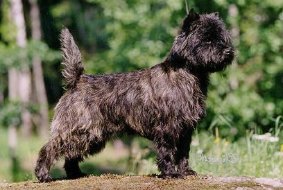 Hjohoo'S Hjo Wanna Believe In Life | Cairn Terrier 