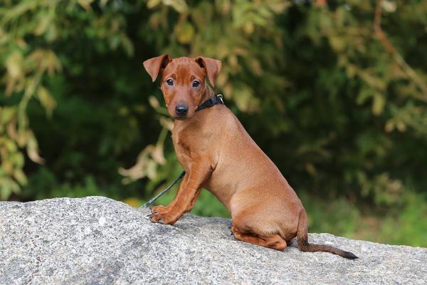 Gemmae Ratlerrimus HECTOR | Miniature Pinscher 