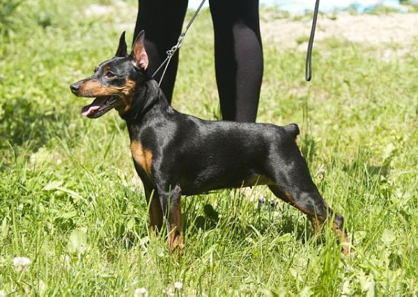 Zhemchuzhnaja Diadema Stefani | Miniature Pinscher 