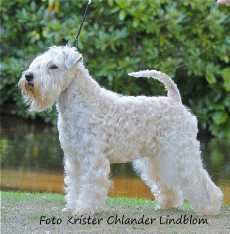 Hübinettans Gracelin O'Malley | Soft Coated Wheaten Terrier 