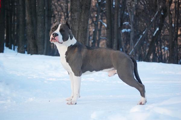 Canedy Ameriken Amstaf President | American Staffordshire Terrier 