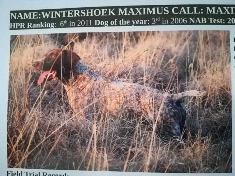 WINTERSHOEK MAXIMUS | German Shorthaired Pointer 