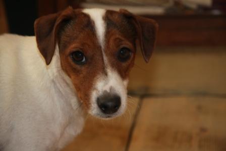 Granlasco Pollon | Jack Russell Terrier 