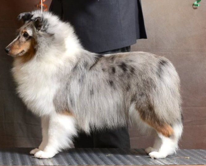 Candida del XIII de Julio | Shetland Sheepdog 