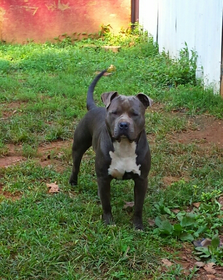 Vestal's/ TNTLB MEGAMIND | American Pit Bull Terrier 