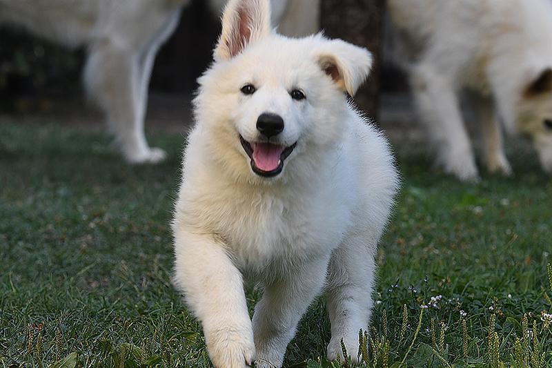 Lungoresina Kaula Lee | White Swiss Shepherd Dog 