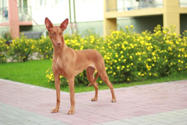 Aurulent Anippe Extra Special | Pharaoh Hound 