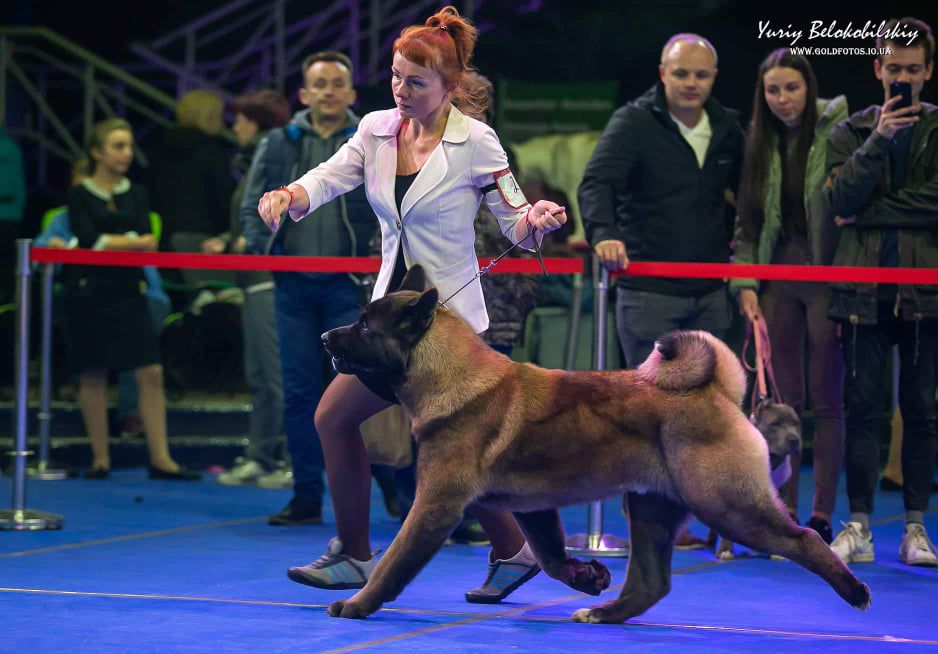 Quickstep Dancer Kattyval | Akita 