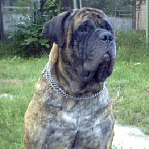 Brayn bard di pacino | Bullmastiff 