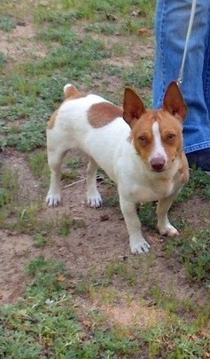 BR-Ace’s Gingerman Louey | Rat Terrier 