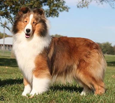 Dan Dee Country Style | Shetland Sheepdog 