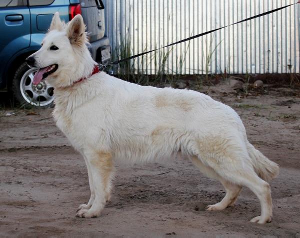 Bai Bahsy ALBERTA | White Swiss Shepherd Dog 