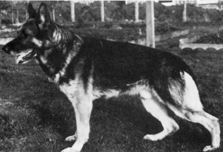 Cliff vom Wolfendobel | German Shepherd Dog 