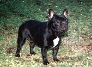 Achille V.D Zuylenstede | French Bulldog 