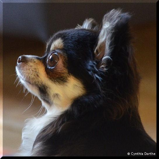 Blanca-PL | Chihuahua 