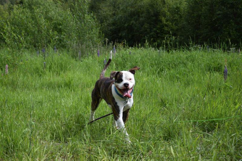Bandit's Bandit | American Bulldog 