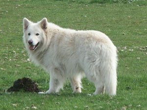 Why Not White Alsatian Nikos | White Swiss Shepherd Dog 