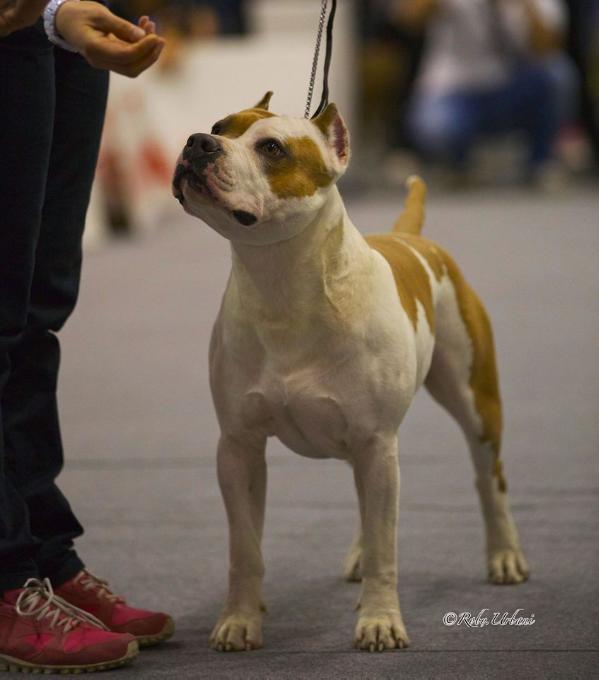 Captain America | American Staffordshire Terrier 