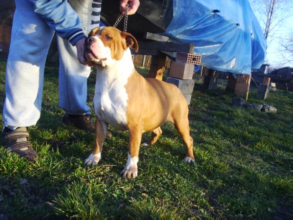 Dajana of cole elegant | American Staffordshire Terrier 