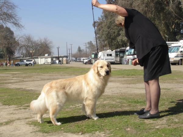 Eveningstars Major Pride Oso Perfect | Golden Retriever 